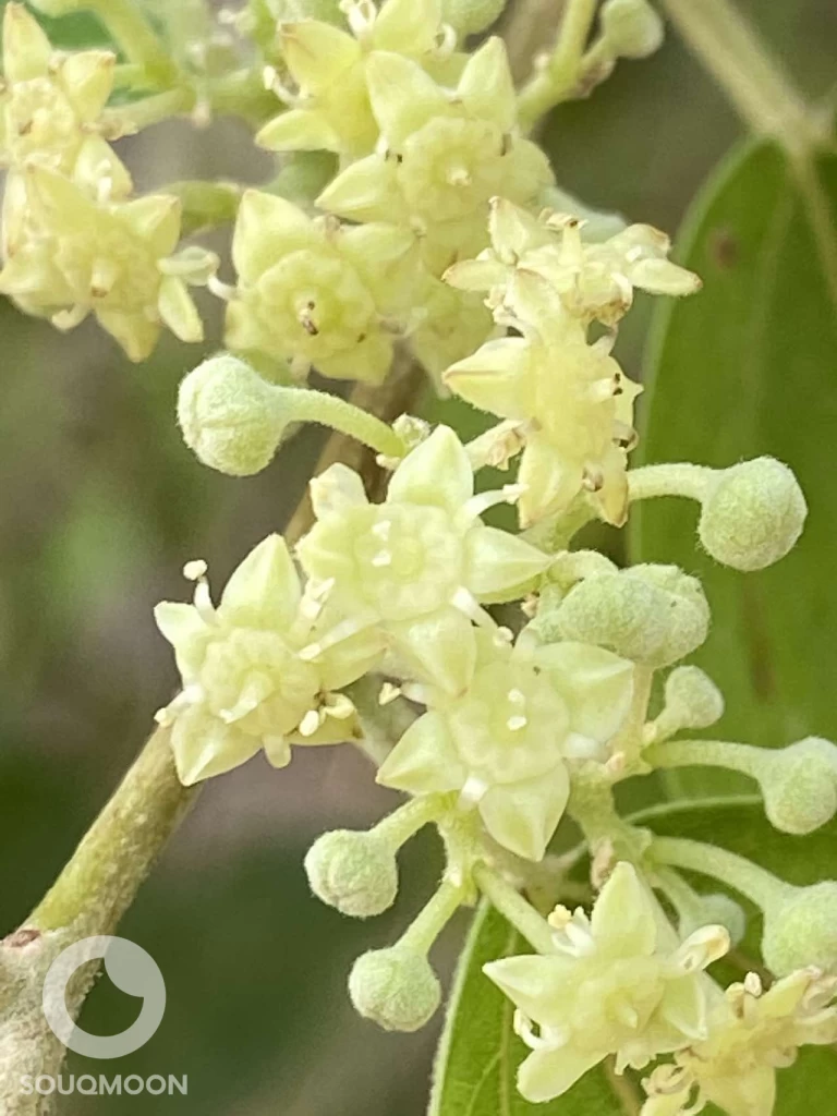 عسل السدر (الجباب) العماني