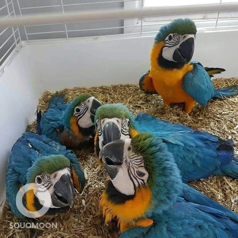 macaw parrots available WhatsApp +971568830304