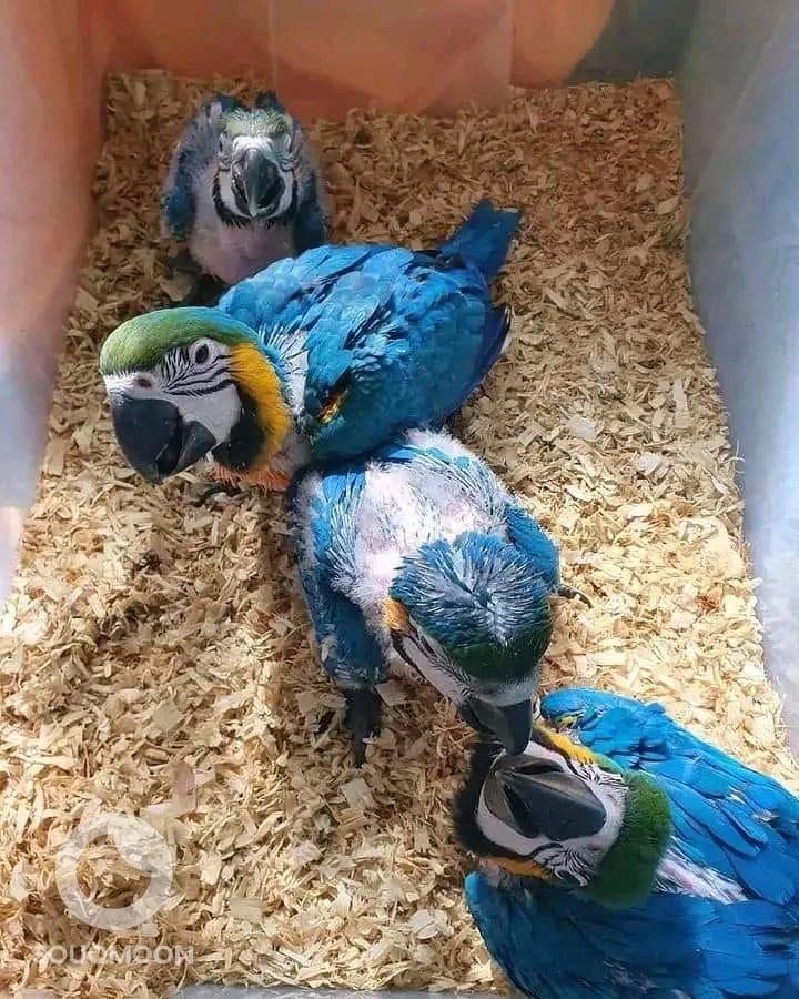 macaw parrots available WhatsApp +971568830304