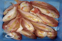 RED MULLET/SULTHAN IBRAHIM