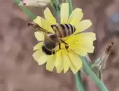 عسل زهور ملكي نصف كيلو 