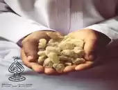 اللبان الحوجري الذكر الأخضر للعلاج 