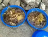 عسل جبلي عماني اصلي 