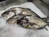 Selling and grilling fresh fish 