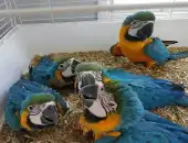 macaw parrots available WhatsApp +971568830304 
