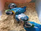 macaw parrots available WhatsApp +971568830304 