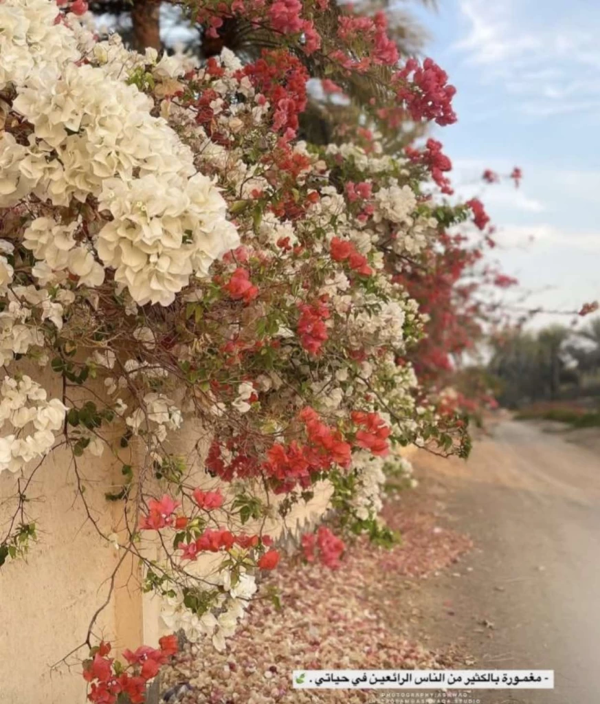 تجاره الادوات التعليميه