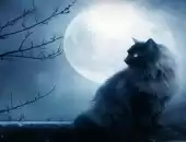 magic moon